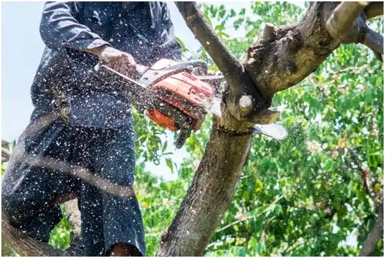 tree services Grottoes